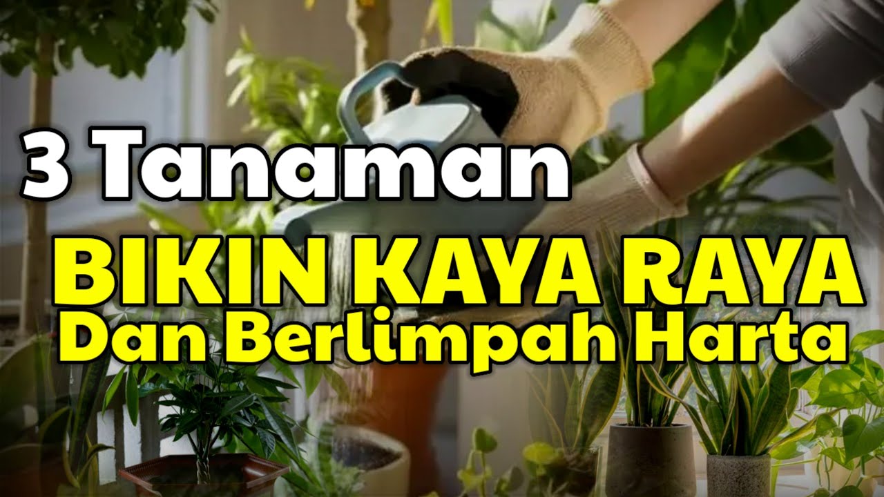 Buruan Tanam! 3 Tanaman Ajaib Pembawa Rezeki Berlimpah - Banyak Orang Belum Tahu Rahasianya!