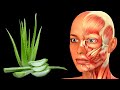 ¿Qué cambiaría en tu cuerpo si ingieres aloe vera cada día?