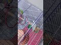 aram ata hae deeray say #unfrezzmyaccount #birds #parrot #pigeon #vilogpigeon #birdgroup