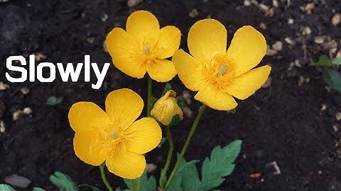 ABC TV | How To Make Buttercup Paper Flower From Crepe Paper (Slowly) - Craft Tutorial