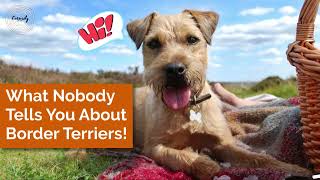 What Nobody Tells You About Border Terriers! #borderterrier