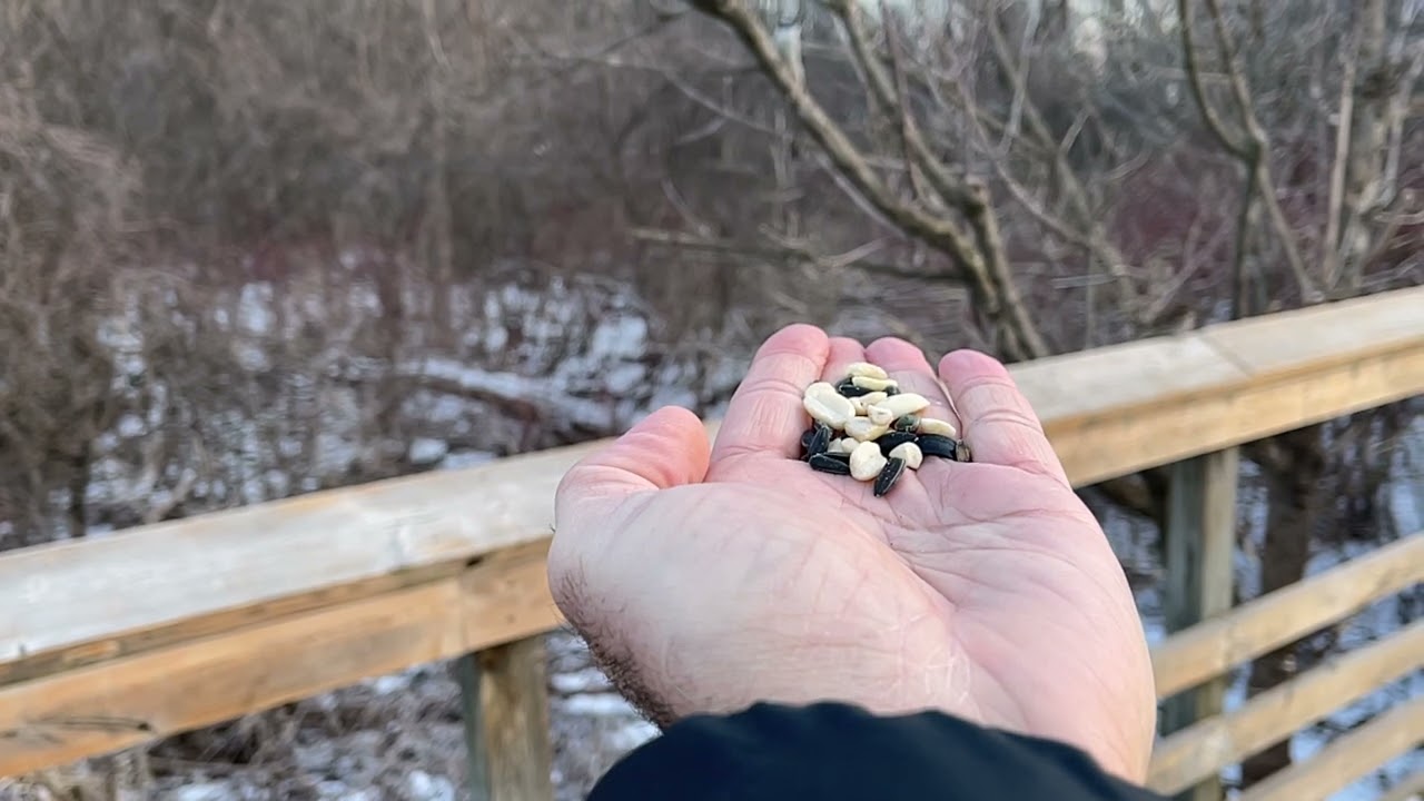 Slow motion Cardinal Nuthatch Woodpecker