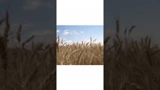 2020 Muhteşem Zil Sesi