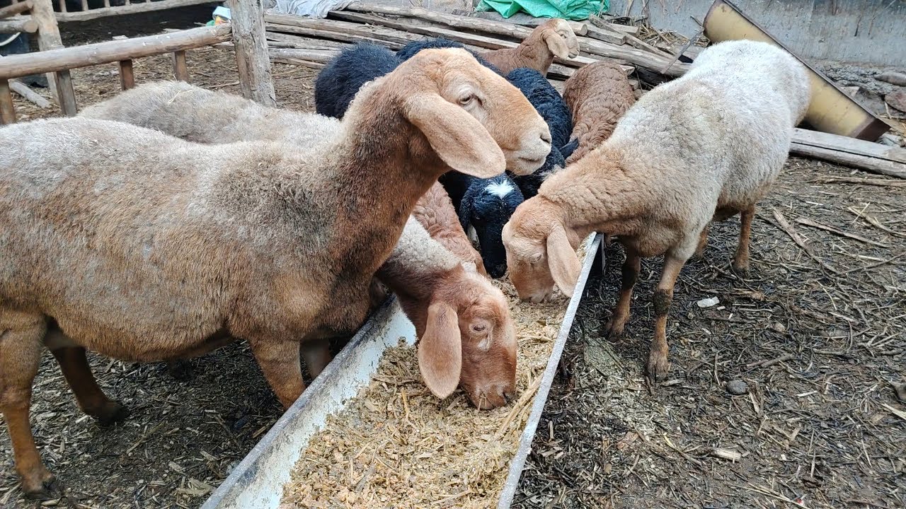 Relaxing Farm Sounds | Peaceful Rural Life