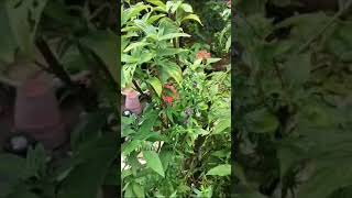 Download Lagu beautiful butterfly on pentas MP3