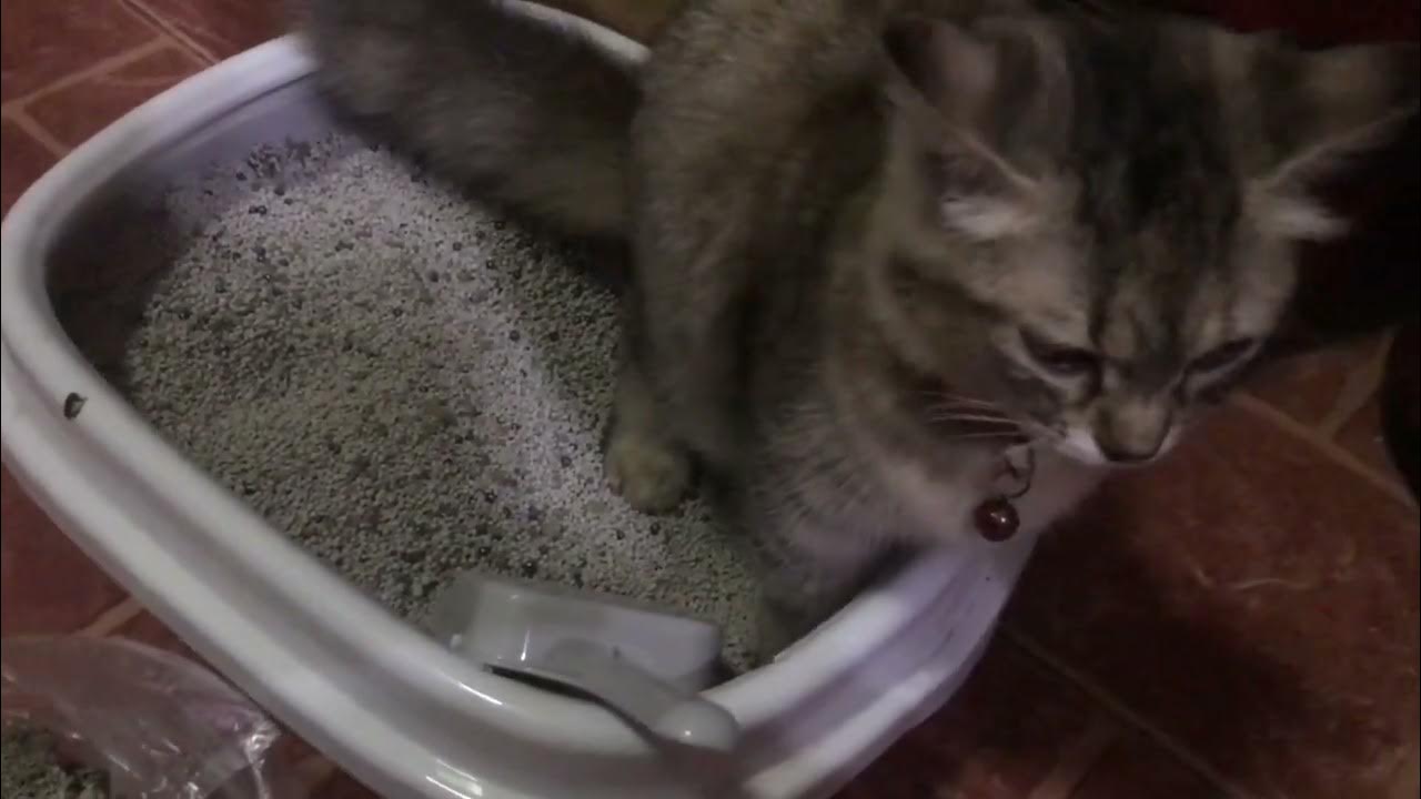 How To Clean My Cat Litter Sand YouTube