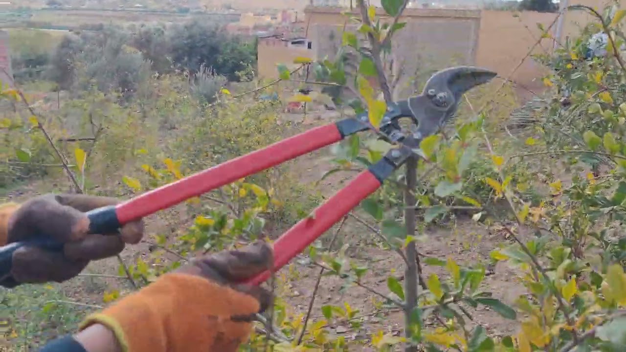 تقليم اشجار الرمان ( تقليم اثمار 🌳 🌿)
