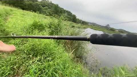 Câu cá lóc Hàn Quốc  가물치 낚시