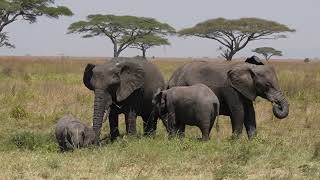 Elephant mudbath in Serengeti
