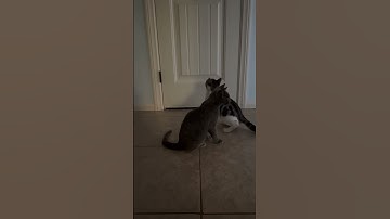 Extrovert vs Introvert