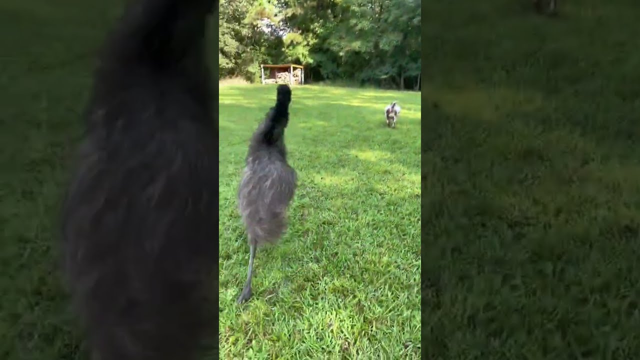 They Re Coming For The Eggs 