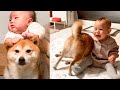 【癒し】家族に溺愛される柴犬に甥っ子も爆笑！