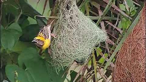 Weaver Bird Making His Nest - Slow Motion Video
