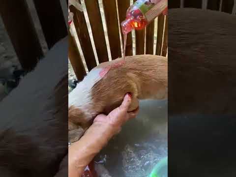 Giligo Asmr Shortvideo