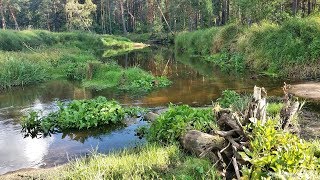 ЛОВЛЯ ГОЛАВЛЯ НА КРАСИВОЙ МИКРОРЕЧКЕ в Калининградской области. ЩУКА | ЗАПЕКАНИЕ рыбы в фольге. by Spinning моя Life 9,890 views 5 years ago 34 minutes