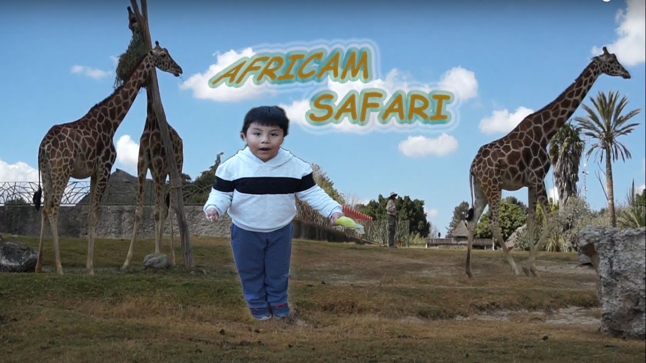 africam safari puebla como llegar
