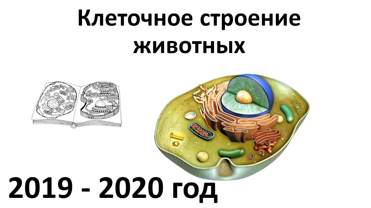 ⁣1. Строение клеток животных + систематика (7 класс) - биология, подготовка к ЕГЭ и ОГЭ 2020