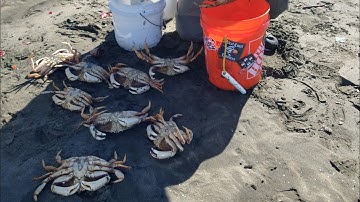 Crab Snaring Ocean Beach w/ DJI Mini 3 pro