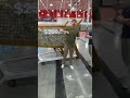 Mr beast turns quarter of a million dollar challenge to a million dollars