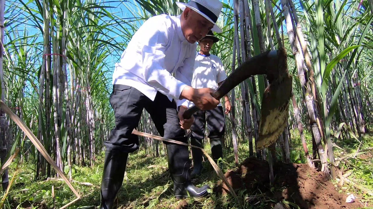 Tanam Tebu Sistem Lubang Diameter 80 cm PKP 180 cm