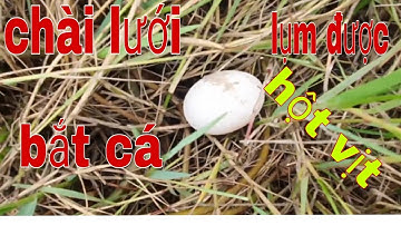 Một buổi chiều đi chài lưới bắt cá trên cánh đồng, và đã lụm được trứng vịt trời .