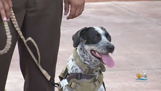 Miami-Dade Police Adds Rescue Dog Dottie To Therapy Team