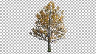 Sugar Maple Tree is Swaying at the Wind Yellow | Motion Graphics - Envato elements