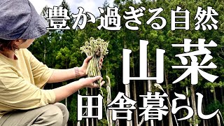 【山菜採り】採りきれない食べきれない山菜だらけの日々自然豊かな山奥暮らしの日々村暮らし移住料理【標高800mの田舎暮らし】