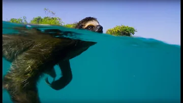 Swimming Sloth Searches For Mate | Planet Earth II | BBC Earth