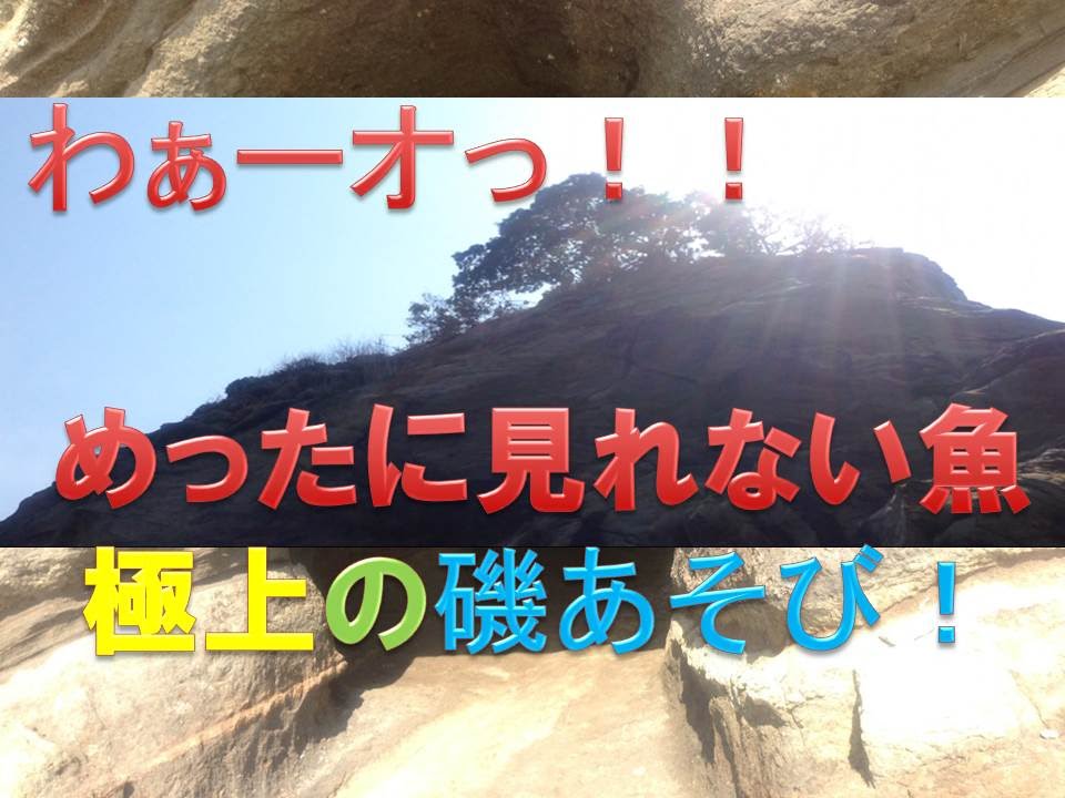 南房総 磯遊びに行ってきた ウミウシ ムラサキウニ 豪華たくさんっ 法華崎遊歩道 雀島 千葉県 観光 グルメ情報ブログ