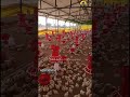 Best Quality &amp; Healthy Broiler chicks |Order Now:6281925152#telugupoultry#trendingshorts #viralshort