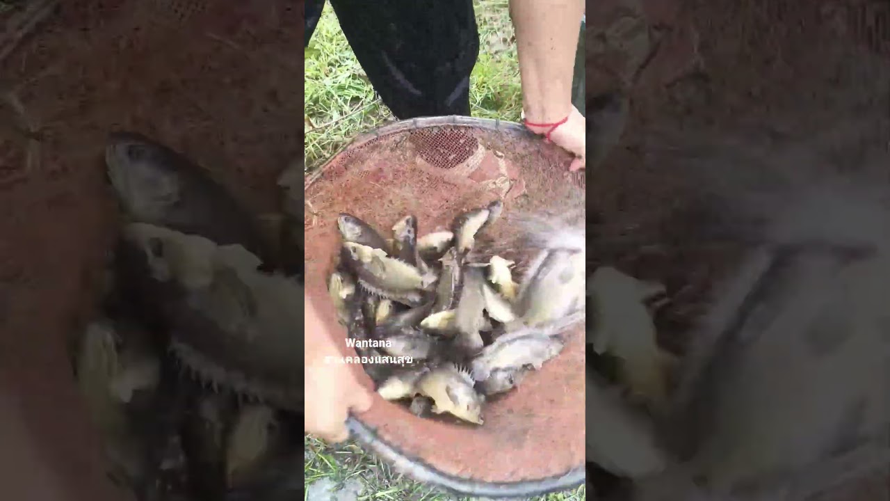 วิถีชีวิตคนอีสาน #canal #คลองไส้ไก่ #nature #automobile #เกษตรผสมผสาน