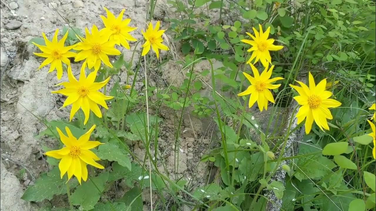 How To Say Arnica In English How to Identify and Use Arnica Flowers - YouTube