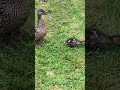 Mama & Baby Ducks at Mingus Park Part 5 #ducks #babyducks