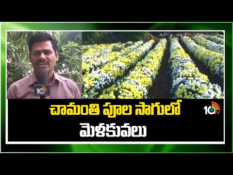 చామంతి పూల సాగులో మెళకువలు | Chrysanthemum Flower Cultivation | Chamanthi Sagu | Matti Manishi |10TV - 10TVNEWSTELUGU