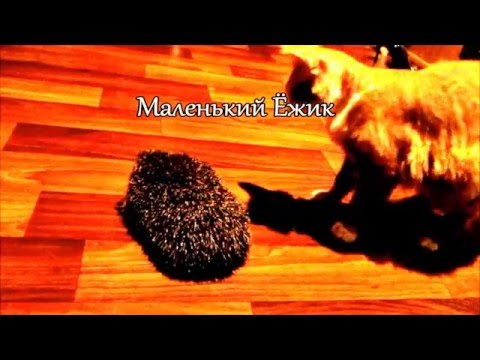 Маленький Ёжик