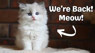 Ragdoll Kitten Update | Kittens playing | So Cute