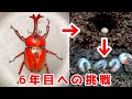 ６年目に向けて赤いカブトムシの産卵セットを組んで採卵した結果･･･大量の卵が!!【爆産】