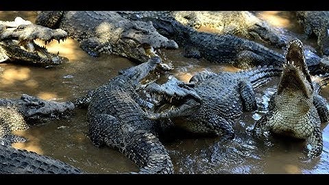 Kheb sib tog txaus ntshais heev nawb