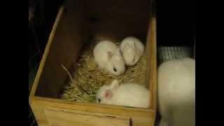 Hotot Baby Bunnies