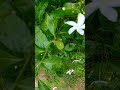Daphnis nerii(Oleander hawkmoth) in Pinwheel plant(Tabernaemontana divaricata)(ଟଗର)( host plant)