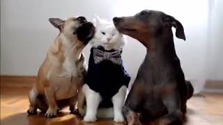 Kedi̇ni̇n Suratini Yalayan Köpekler