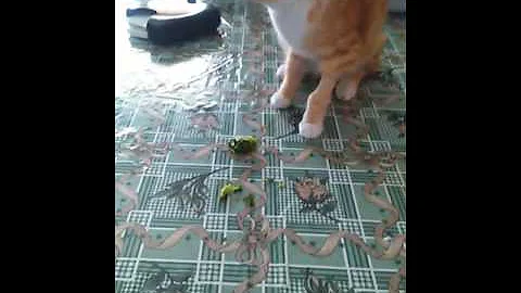 Gato comendo brocolis