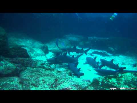 Cocos Island Diving at Alcyone