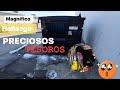 ♻️DUMPSTER DIVING MAGNÍFICO HALLAZGO PRECIOSOS TESOROS 😱#dumpsterdiving #loquetiranenusa #basura