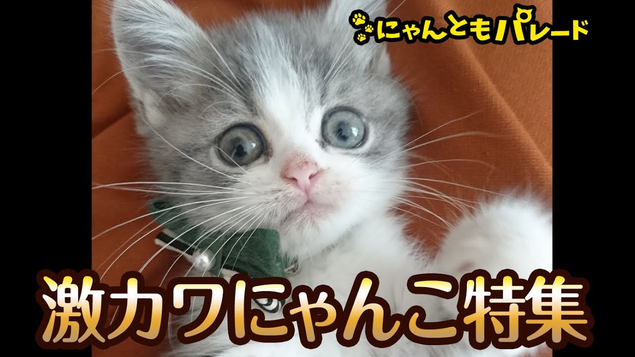 【猫動画】激カワにゃんこ特集〜#猫動画#猫#324