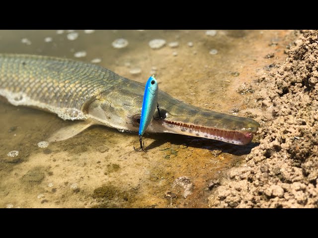 Gar Fishing with Lures! 