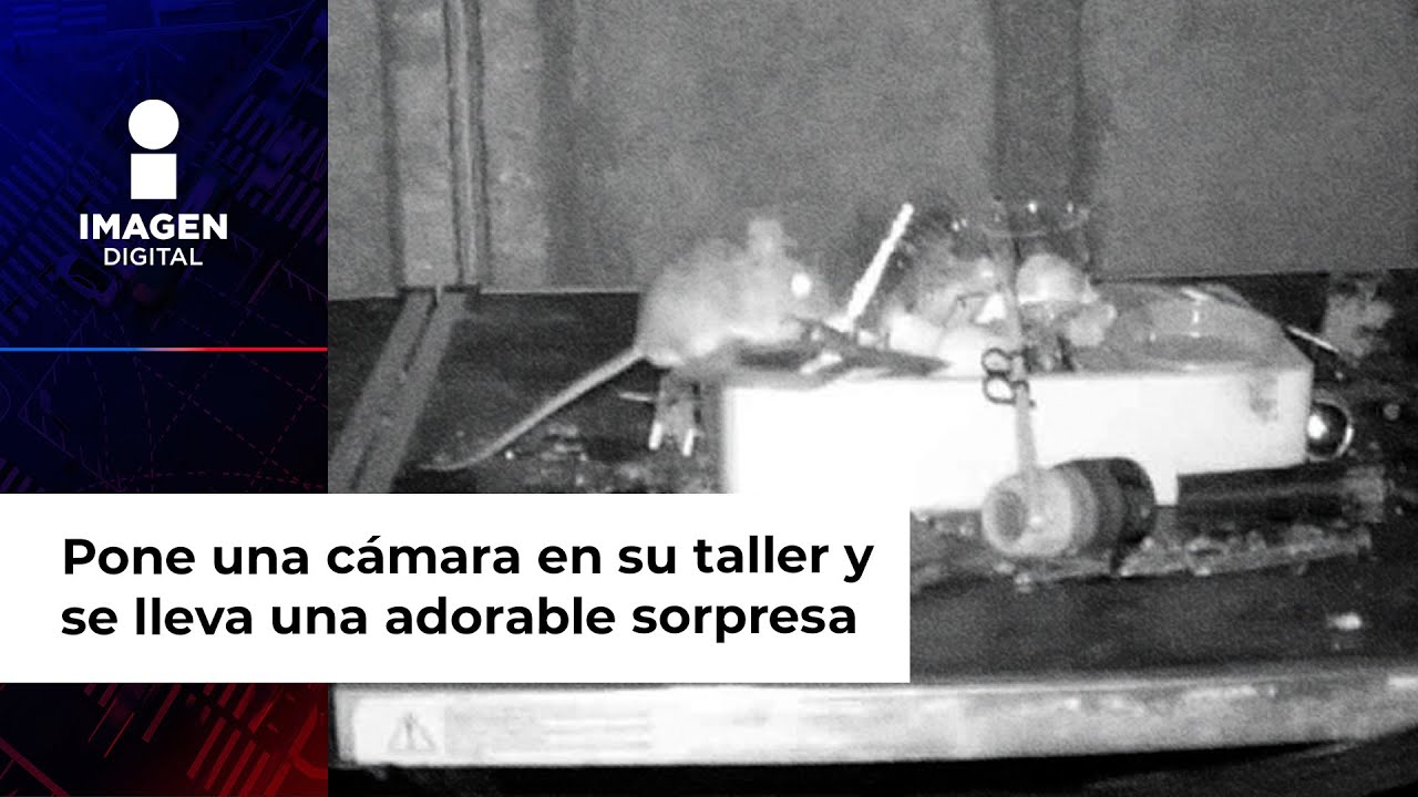 Cámara capta el adorable momento en el que un ratoncito limpia el cobertizo de un abuelito