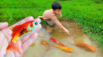 Bắt cá cảnh nhiều màu sắc trong ao nhỏ, cá bảy màu đen, cá vây xanh, cá đĩa, cá rồng #cávàng