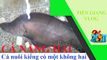 Thú vui chơi cá kiểng Nàng Hai độc lạ có một không hai | Tiền Giang Vlog
